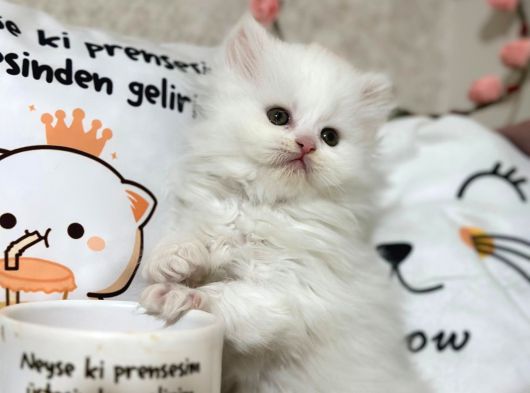 Safkan Beyaz Kedimiz Yeni Yuvasını Arıyor görsel