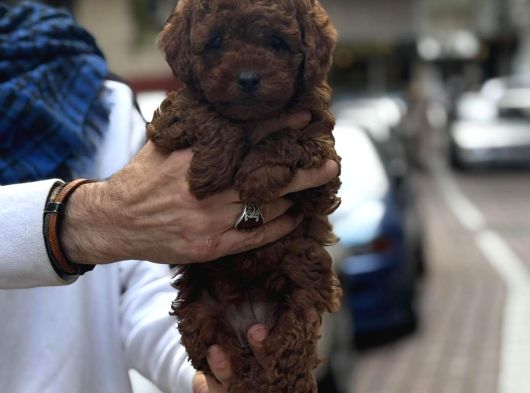 Neşe kaynağı poodle yavrular
