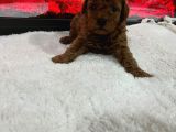 Dişi Ve Erkek Kore Poodle Bebekler