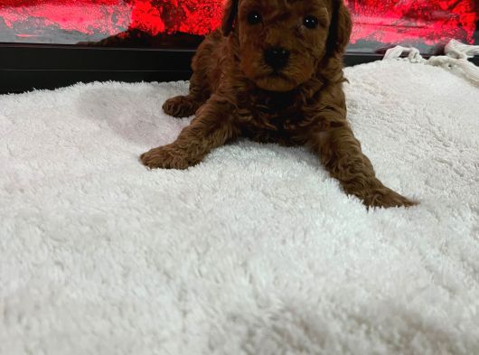 Dişi Ve Erkek Kore Poodle Bebekler görsel