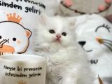 Safkan beyaz kedimiz yeni yuvasını arıyor