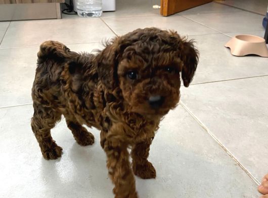 Orji̇nal Toy Poodle  Sizlerle Sadece Renge Bakın