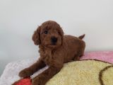 Safkan Toypoddle Yavrularımız