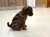 Orji̇nal Toy Poodle  Sizlerle Sadece Renge Bakın
