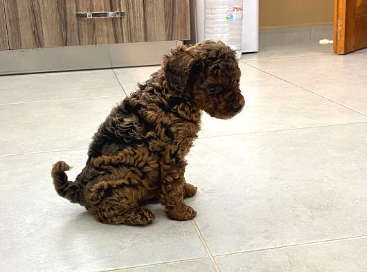 Orji̇nal Toy Poodle  Sizlerle Sadece Renge Bakın görsel