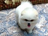 Tedy Face Pomeranian Yavrum Blanck