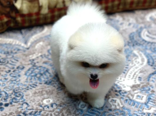 Tedy Face Pomeranian Yavrum Blanck görsel