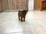 Orji̇nal Toy Poodle  Sizlerle Sadece Renge Bakın