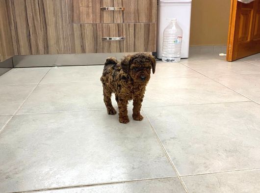 Orji̇nal Toy Poodle  Sizlerle Sadece Renge Bakın görsel
