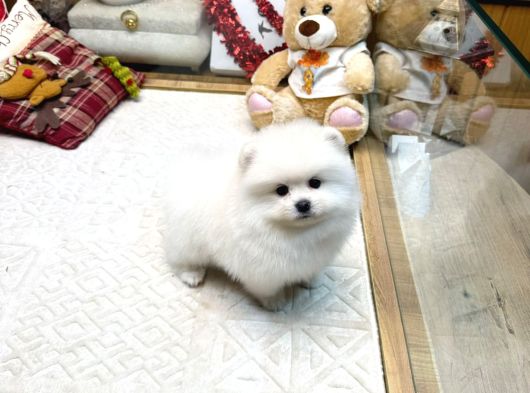 Beyaz Renk Pomeranian Yavrular görsel