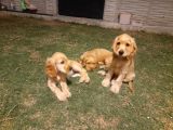 Safkan Cocker Yavrulari