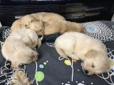 SAFKAN GOLDEN YAVRULARI