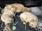 Safkan Golden Yavrulari