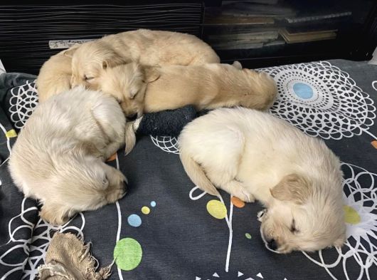 Safkan Golden Yavrulari görsel