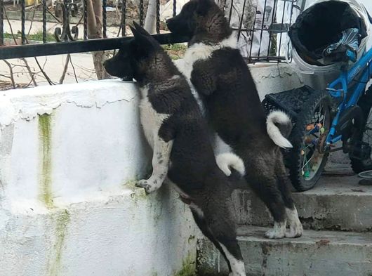 Safkan Ameri̇kan Aki̇ta Ve Aki̇ta İnu Yavrulari görsel