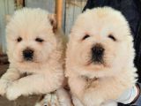 SAFKAN CHOW CHOW YAVRULARI