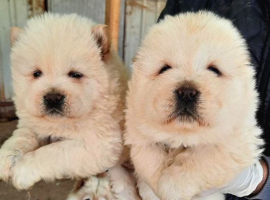 Safkan Chow Chow Yavrulari