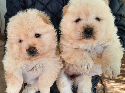 Safkan Chow Chow Yavrulari görsel