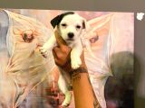 Safkan Jack Russel Yavrulari