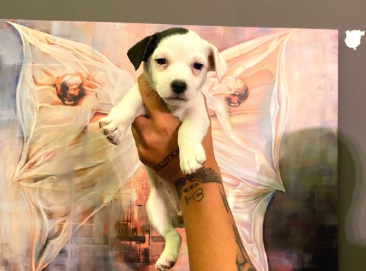 Safkan Jack Russel Yavrulari görsel