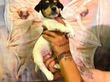 Safkan Jack Russel Yavrulari