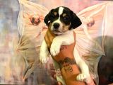 SAFKAN JACK RUSSEL YAVRULARI