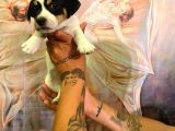 Safkan Jack Russel Yavrulari