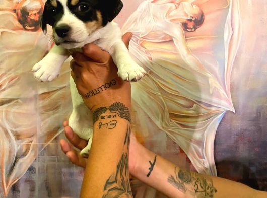 Safkan Jack Russel Yavrulari görsel
