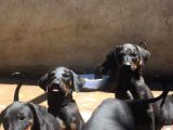 Safkan Ki̇ng Doberman Yavrulari