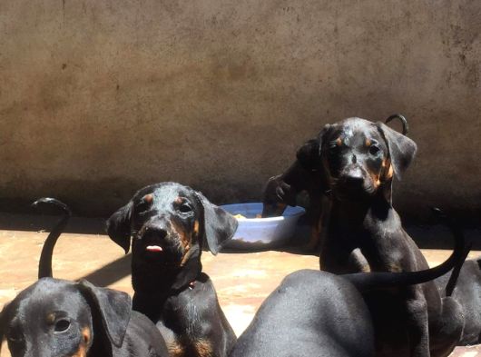 Safkan Ki̇ng Doberman Yavrulari görsel