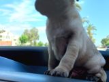 Safkan Pug Yavrulari