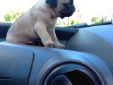 Safkan Pug Yavrulari
