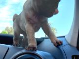Safkan Pug Yavrulari