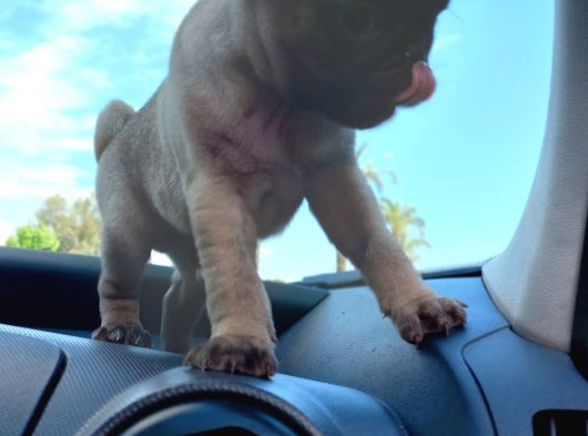 Safkan Pug Yavrulari görsel