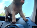 Safkan Pug Yavrulari