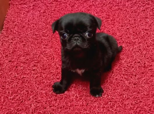 Safkan Pug Yavrulari