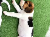 Safkan Eli̇zabeth Beagle Yavrulari