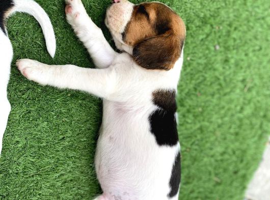 Safkan Eli̇zabeth Beagle Yavrulari görsel
