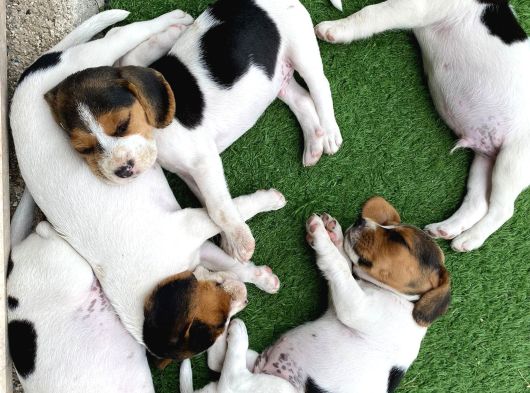 Safkan Eli̇zabeth Beagle Yavrulari