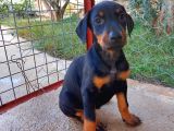 SAFKAN KİNG DOBERMAN YAVRULARI