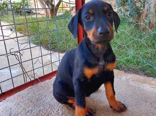 Safkan Ki̇ng Doberman Yavrulari
