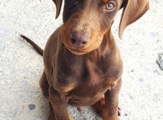 Safkan Ki̇ng Doberman Yavrulari görsel