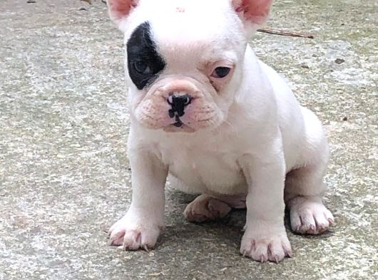 Safkan Fransiz Bulldog Yavrulari görsel