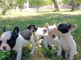 Safkan Fransiz Bulldog Yavrulari