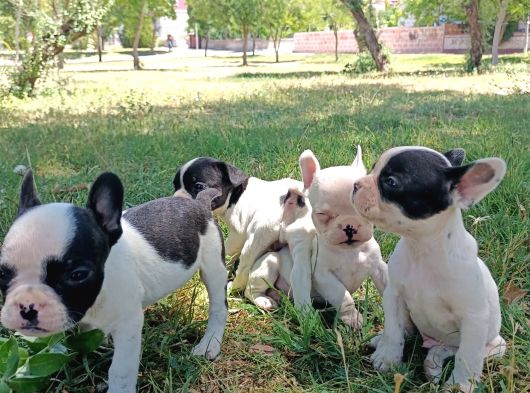 Safkan Fransiz Bulldog Yavrulari görsel