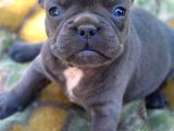 Safkan Fransiz Bulldog Yavrulari