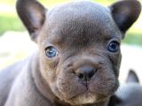 SAFKAN FRANSIZ BULLDOG YAVRULARI