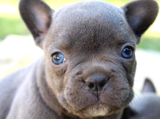 Safkan Fransiz Bulldog Yavrulari