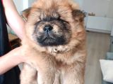 Safkan Chow Chow Yavrulari