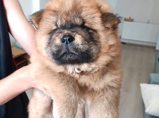 Safkan Chow Chow Yavrulari görsel